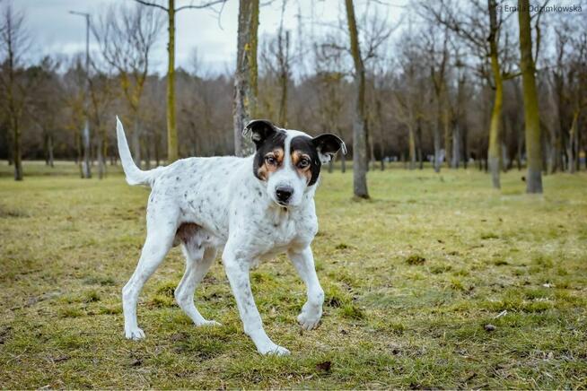 Major - pies który wygral życie prosi o prawdziwy dom-adopcja