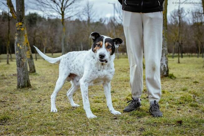 Major - pies który wygral życie prosi o prawdziwy dom-adopcja