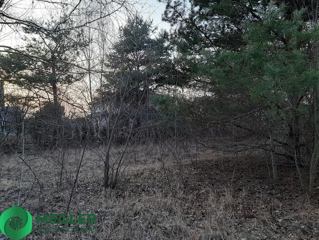 Działka z samosiejkami