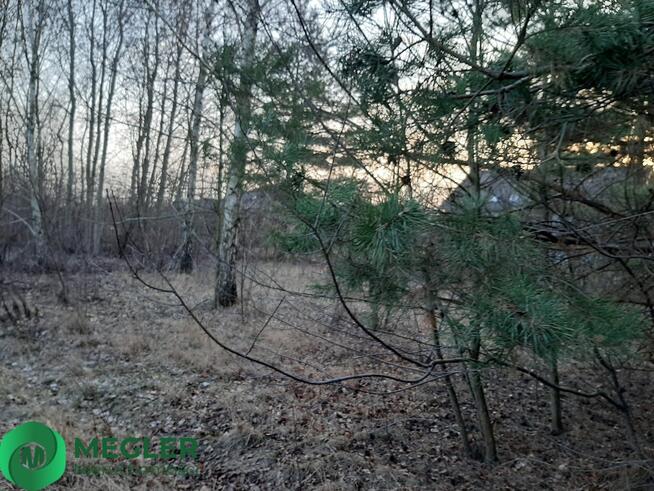 Działka z samosiejkami