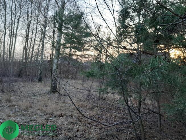 Działka z samosiejkami