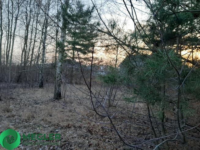 Działka z samosiejkami