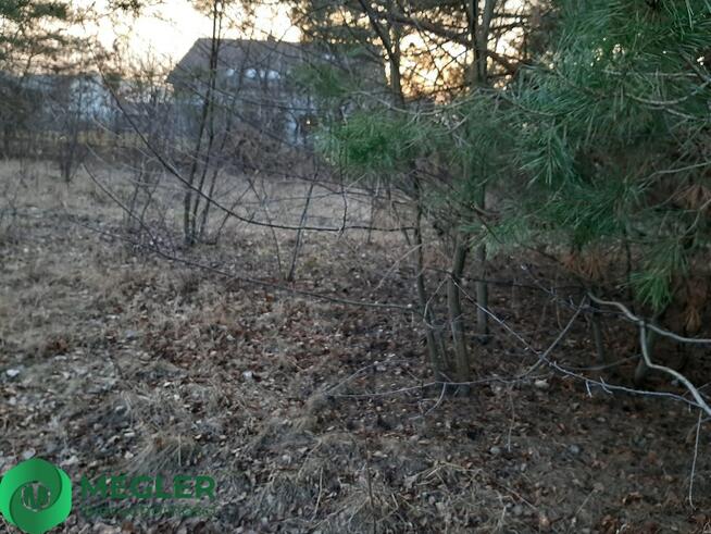 Działka z samosiejkami