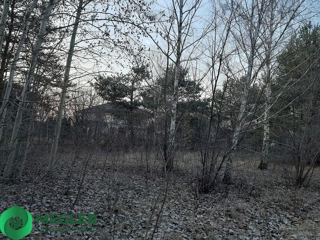 Działka z samosiejkami