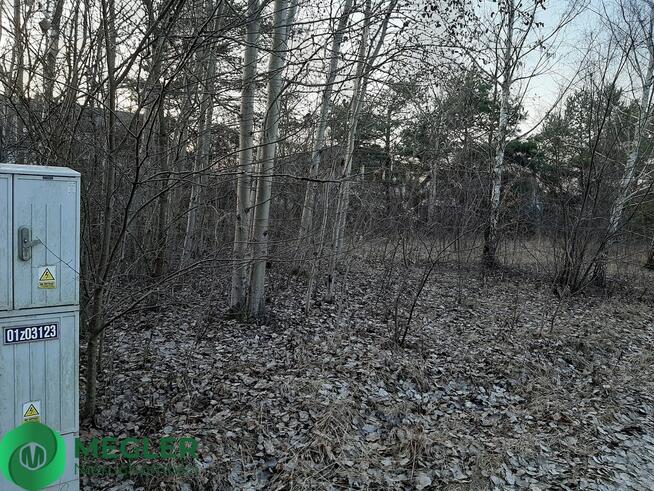 Działka z samosiejkami