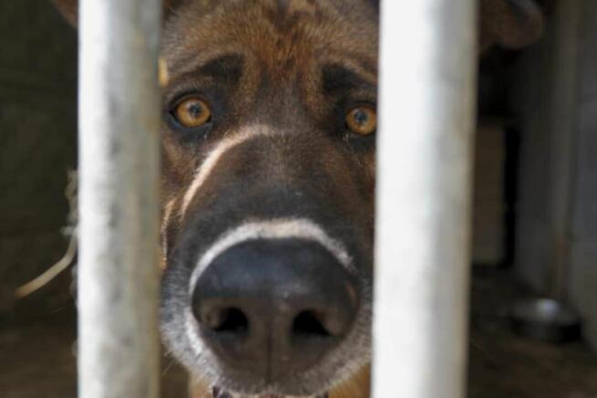 Owczarek Rasti do adopcji