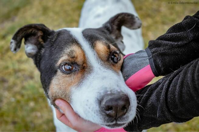 Major - pies który wygral życie prosi o prawdziwy dom-adopcja