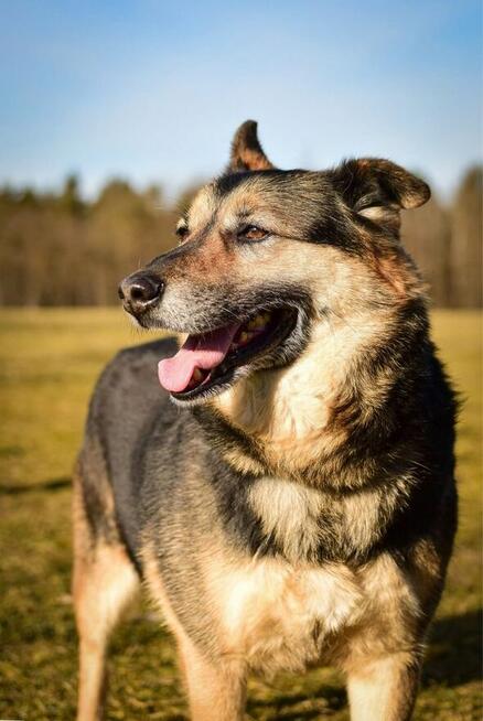 Matis-cudowny średniej wielkosci pies do adopcji