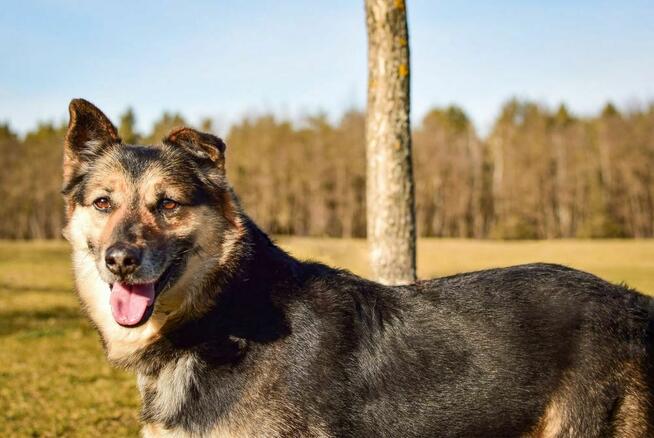 Matis-cudowny średniej wielkosci pies do adopcji