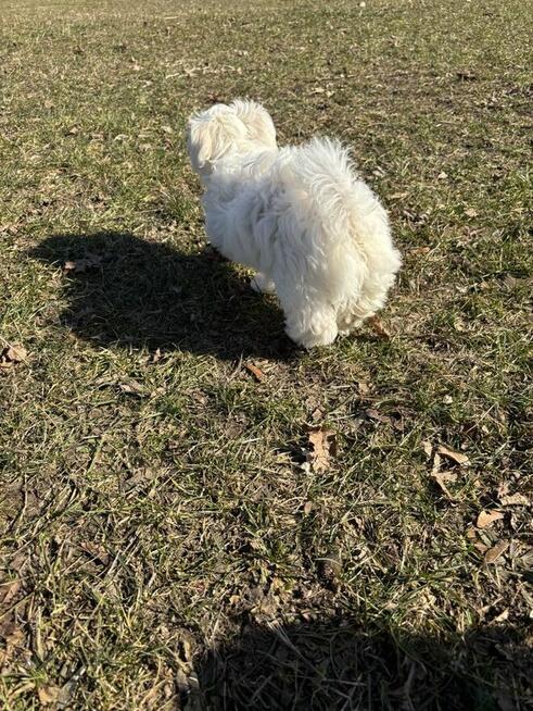 Maltańczyk 3 miesięczny o wspaniałej urodzie ♡