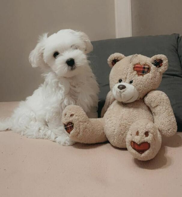 Maltańczyk 3 miesięczny o wspaniałej urodzie ♡