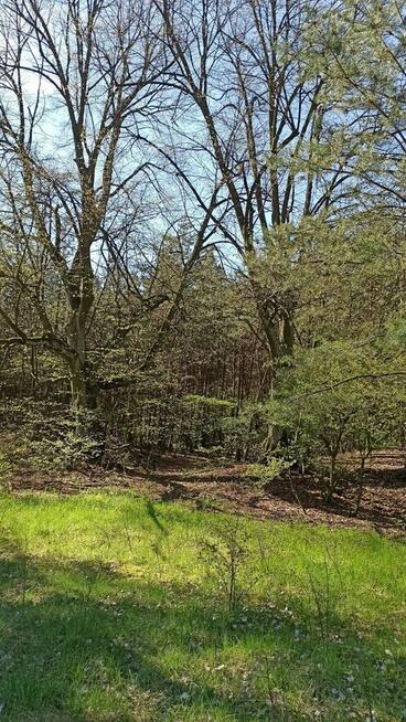 DZIAŁKA W OTULINIE LASÓW -GRĄDY STARE GMINA GRODZIEC