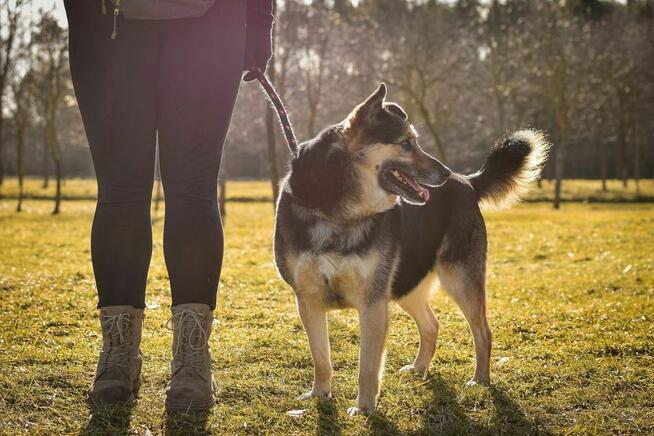 Matis-cudowny średniej wielkosci pies do adopcji