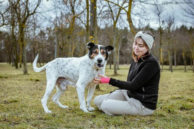 Major - pies który wygral życie prosi o prawdziwy dom-adopcja