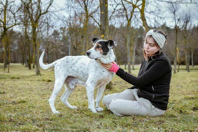 Major - pies który wygral życie prosi o prawdziwy dom-adopcja