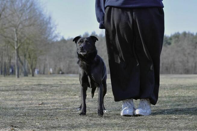 Negro-czarny, zwykly, nieśmiary pies czeka na cierpliwy dom