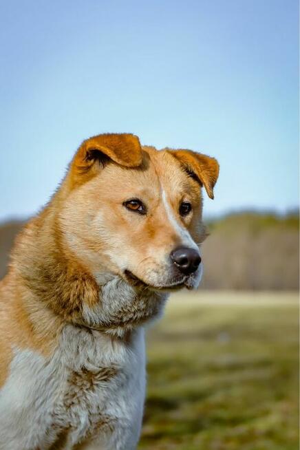 Maniek-bialo rudy psiak czeka na cierpliwy i wyrozumiały dom