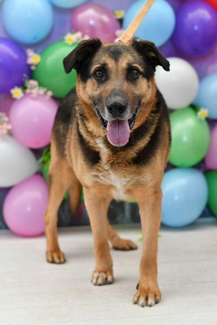 Pluto szuka swojej bajki!