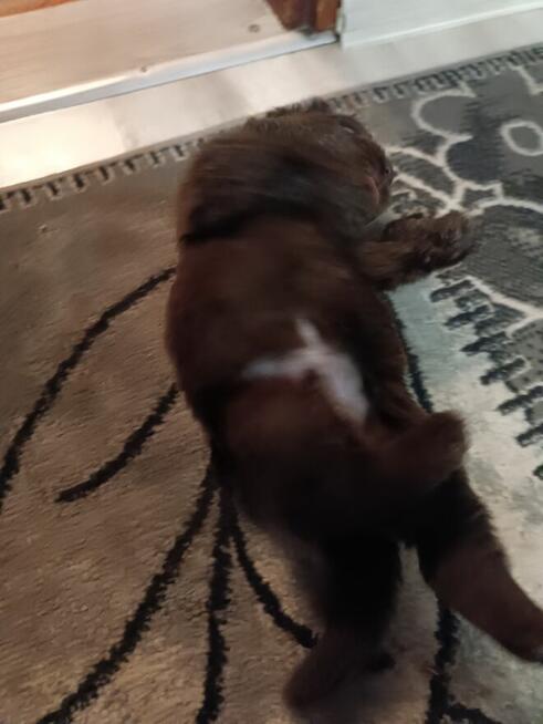 Nowofundland FCI ZKwP brązowe szczenięta