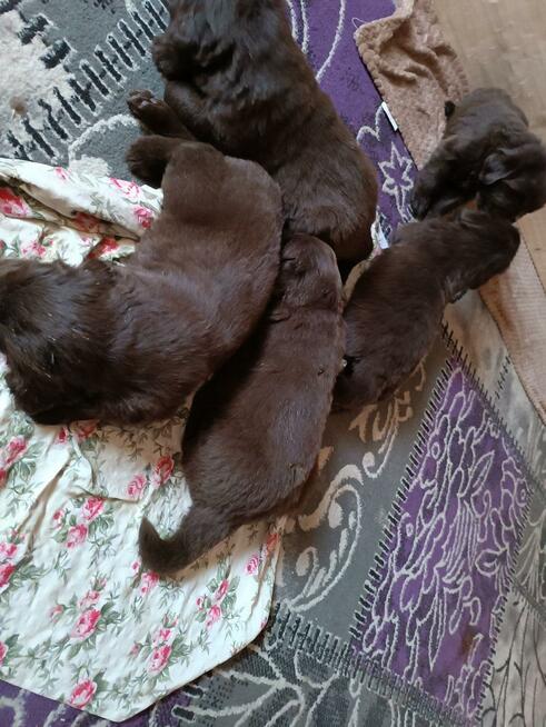 Nowofundland FCI ZKwP brązowe szczenięta