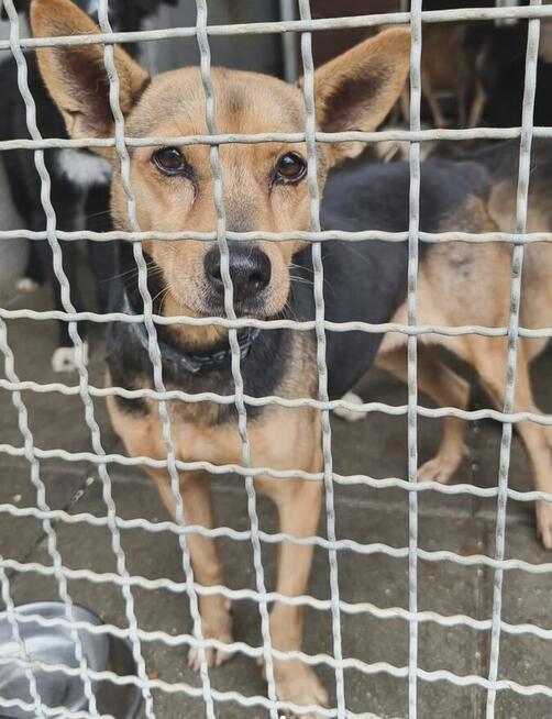 SONIA czeka na dom zbyt długo