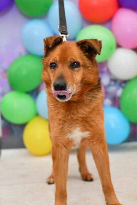 Seniorek Tolek szuka dobrego domku!