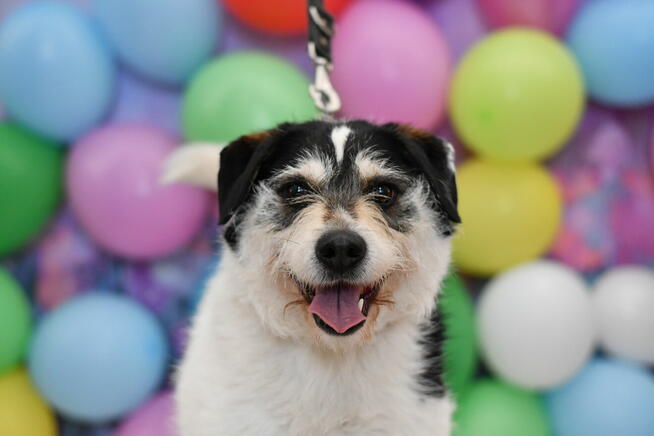 Radosny Baster szuka aktywnego domku!