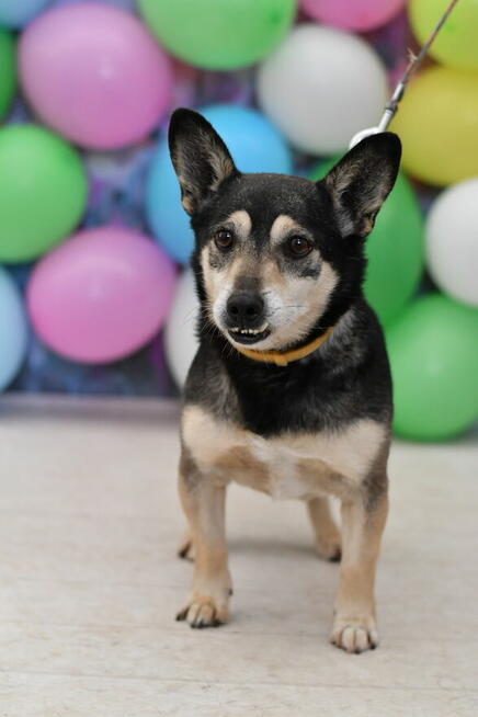 Seniorek Azorek czeka w Schronisku na nowy domek!