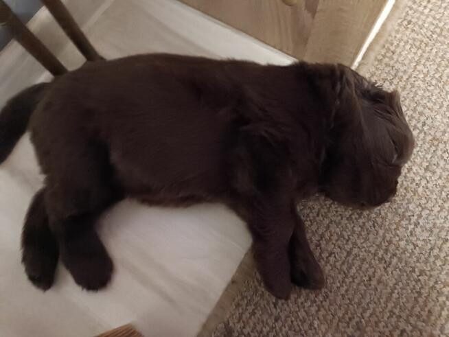 Nowofundland FCI ZKwP brązowe szczenięta