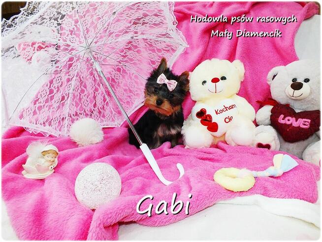 Yorkshire Terrier York malutka MINI Suczka Czarno-Złota Rodo