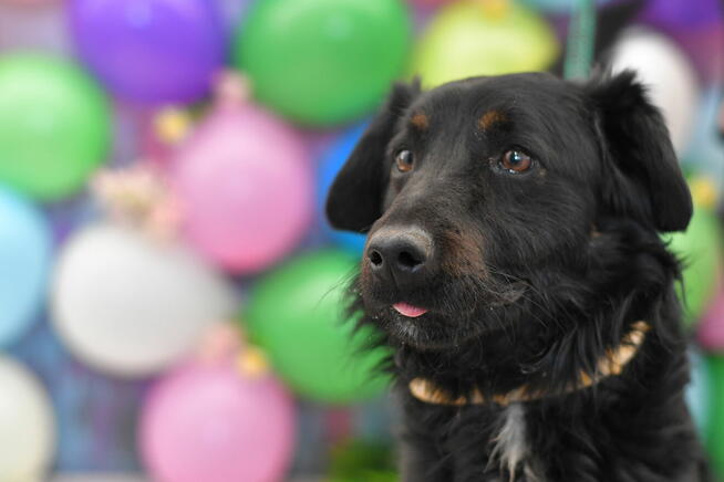 Radosny Marwin szuka aktywnego domku!