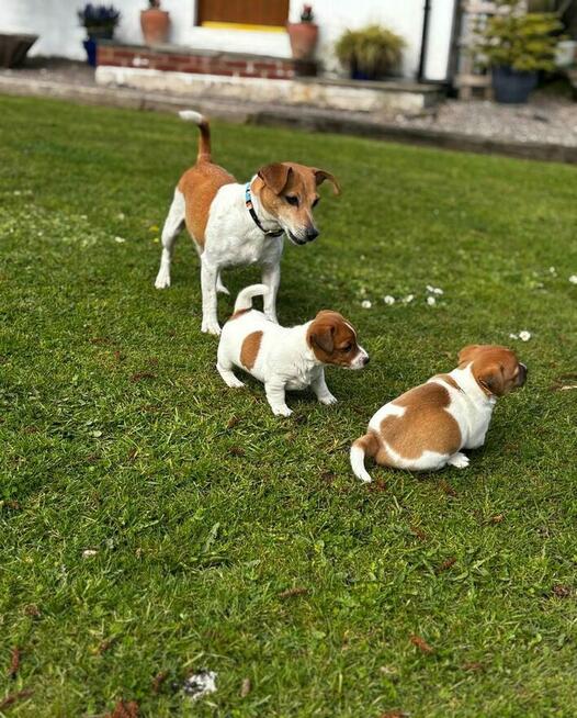 Jeden samiec i dwie suczki Jack Russell