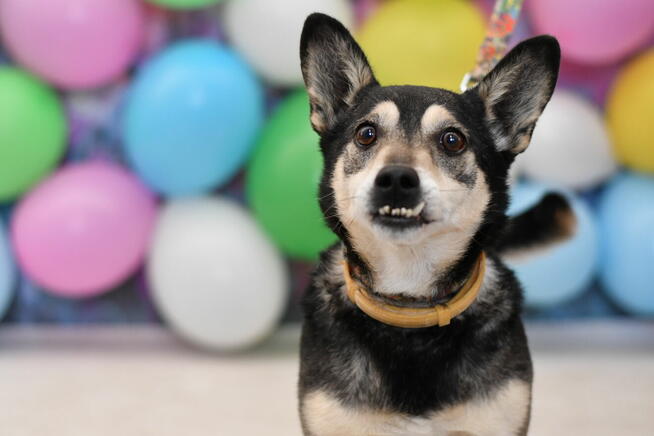 Seniorek Azorek czeka w Schronisku na nowy domek!