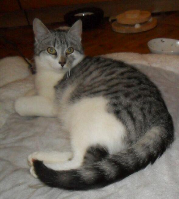 Srebrny kumpel dla Twojego kotka, 1 rok