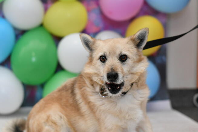 Nieśmiały Urwis potrzebuje nowego domku!