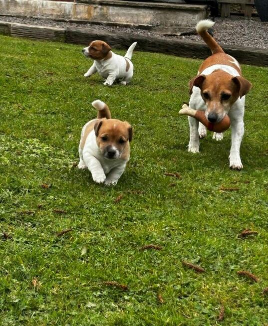 Jeden samiec i dwie suczki Jack Russell