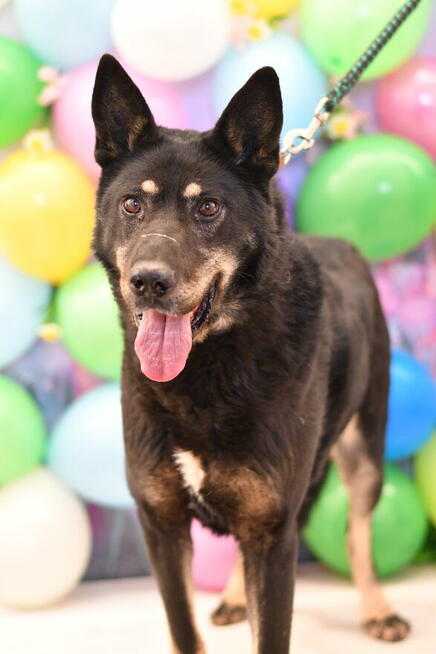 Toudi po śmierci opiekuna pilnie szuka nowego domku!