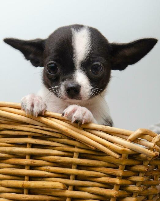 CHIHUAHUA po Championach, Rodowód FCI, okolice W-wy
