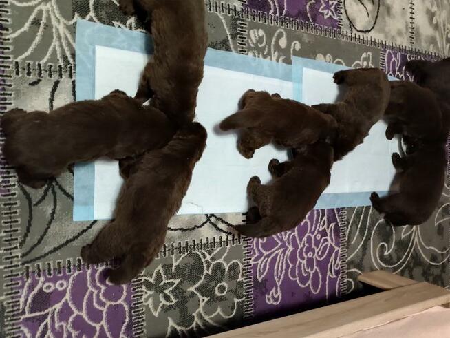 Nowofundland FCI ZKwP brązowe szczenięta