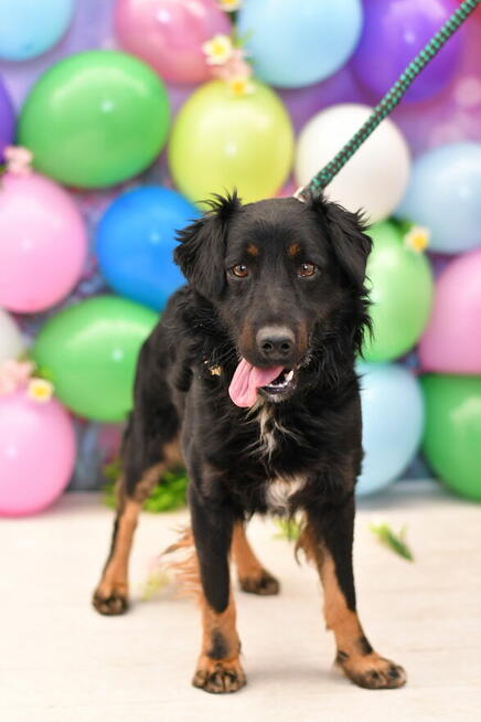 Radosny Marwin szuka aktywnego domku!