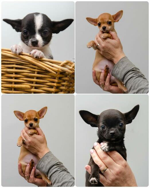 CHIHUAHUA po Championach, Rodowód FCI, okolice W-wy