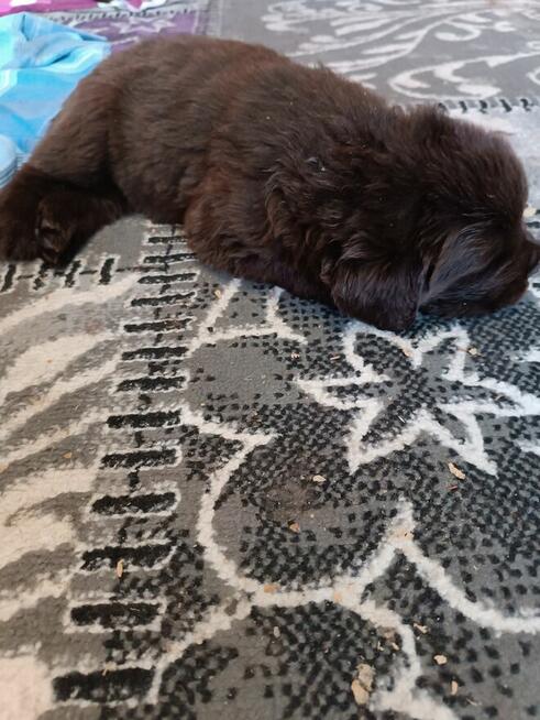 Nowofundland FCI ZKwP brązowe szczenięta