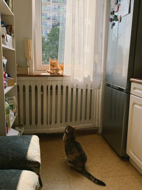 Pokój do wynajęcia - Warszawa, Praga Południe