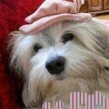 Hawanczyk hawaneze slodkie maluszki