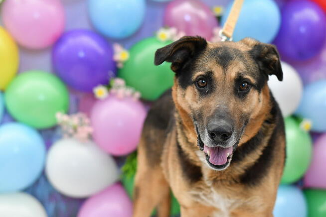 Pluto szuka swojej bajki!