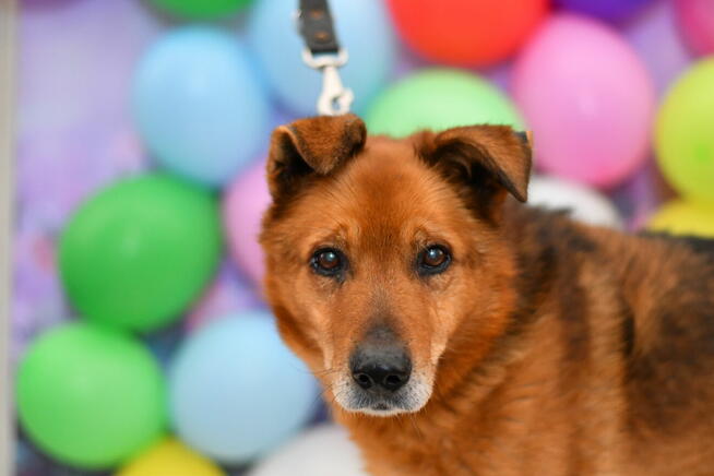 Seniorek Tolek szuka dobrego domku!