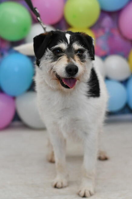 Radosny Baster szuka aktywnego domku!