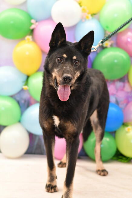 Toudi po śmierci opiekuna pilnie szuka nowego domku!