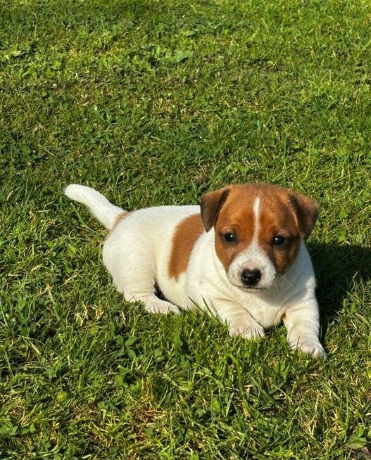 Jeden samiec i dwie suczki Jack Russell