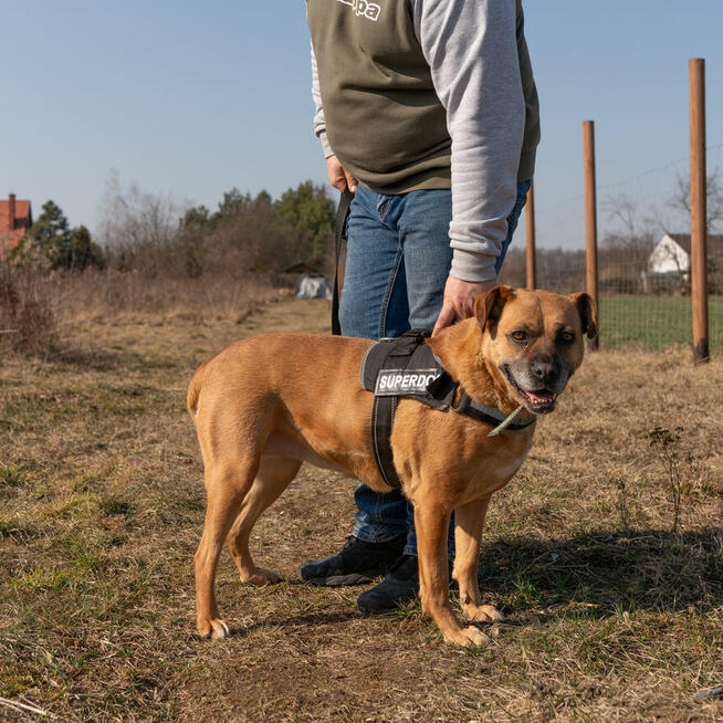 Aza - wesoła, niekonfliktowa, grzeczna sunia!